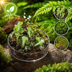 Może przedstawiać: Zbliżenie okrągłego, przezroczystego terrarium wypełnionego zielonym mchem i małymi, jasnozielonymi roślinami w kształcie kubków. Trzy mniejsze okrągłe obrazy pokazują różne rodzaje mchu. Zielone logo liścia znajduje się w lewym górnym rogu.