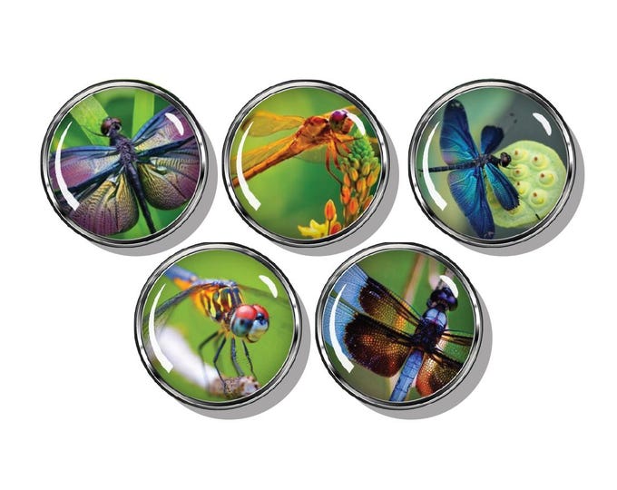 Dragonfly magnet set
