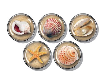 Seashell magnet set