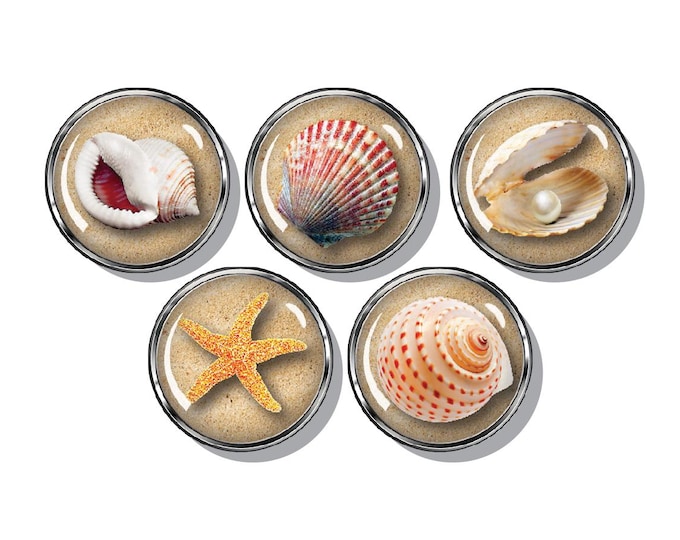 Seashell magnet set