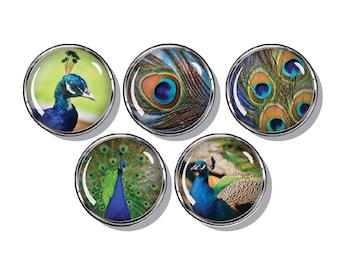 Peacock Magnets: Steel Disc Fridge Magnets, Set of 5
