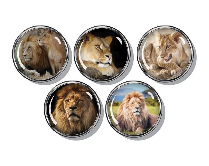 African lions magnets, 5/set