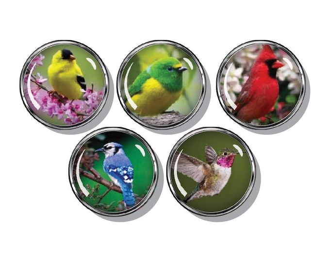 Bird magnets, finch, cardinal, hummingbird, blue bird, oriel, set of five magnets