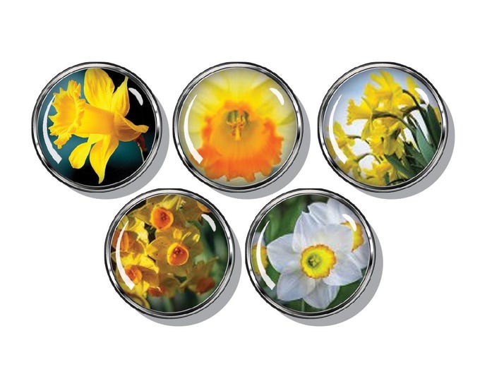Daffodil magnets, beautiful yellow flowers, set of five
