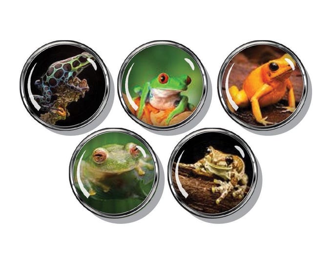 Frog magnets, tree frog, small frog, green frog, set of five magnets