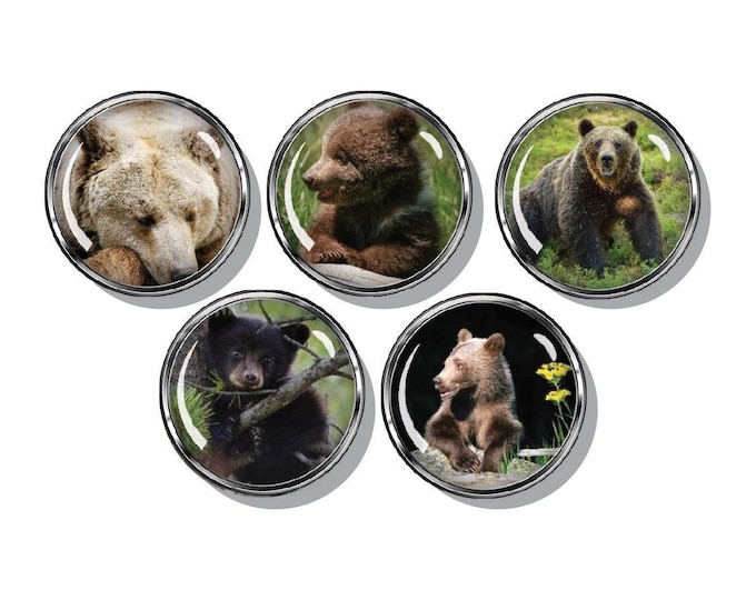 Bears. black bear, brown bear, cute bear cubs, set of five magnets
