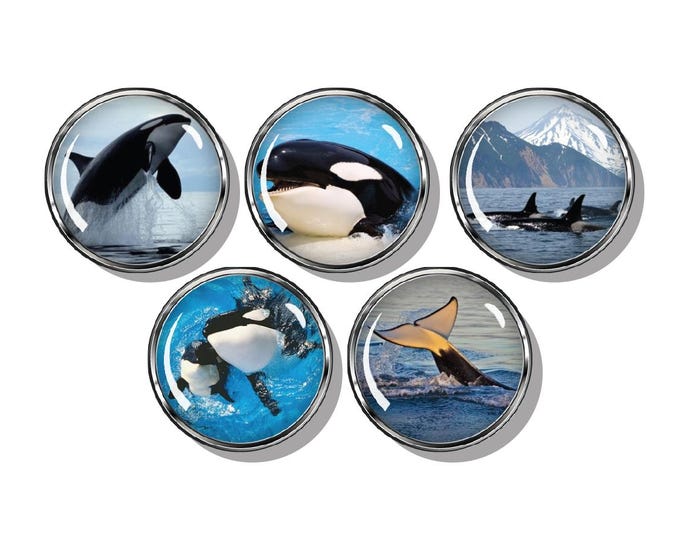 Orca Whale magnets