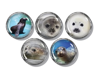 Seals, sea lions  magnets