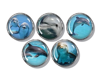Dolphin magnets, Marine life, Coastal living