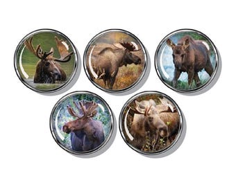 Moose magnet set