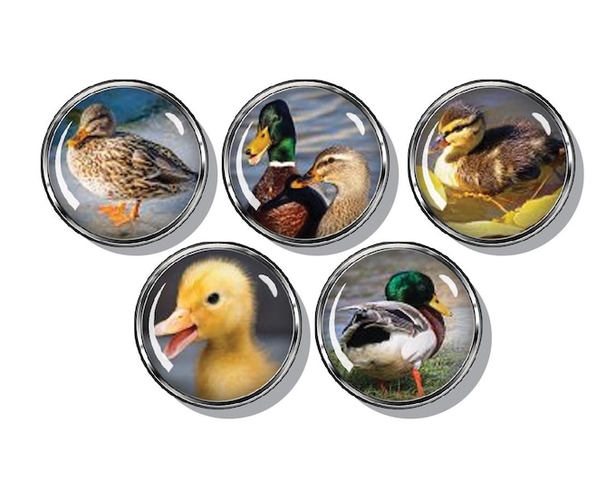 Mallard duck and ducklings magnet set of 5.