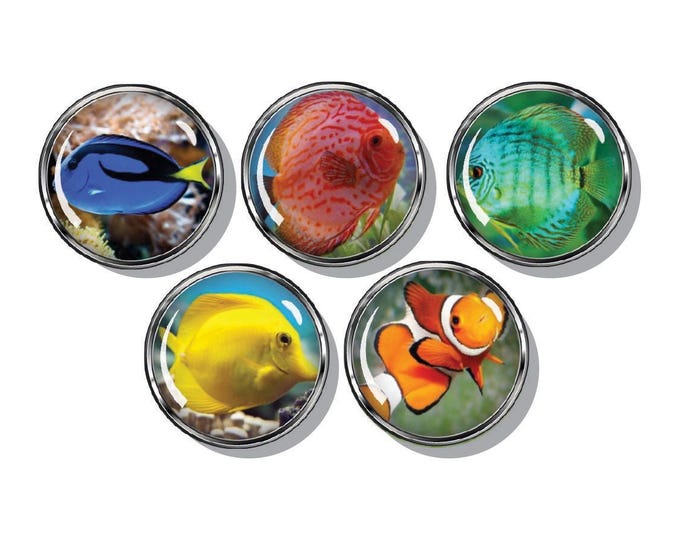 Tropical fish magnets, marine life, clown fish, set of five magnets