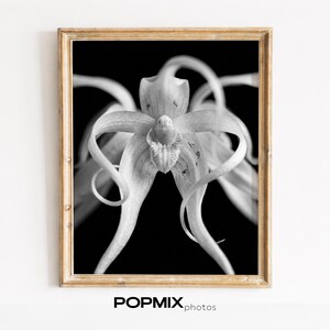 Ghost orchid - Etsy 日本