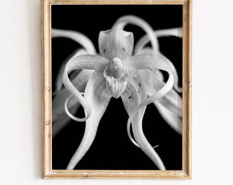 Stämningsfullt monokromt spökorkidéfotografi - Utskrivbar modern botanisk väggkonst, minimalistisk konst, svartvit digital nedladdning 234