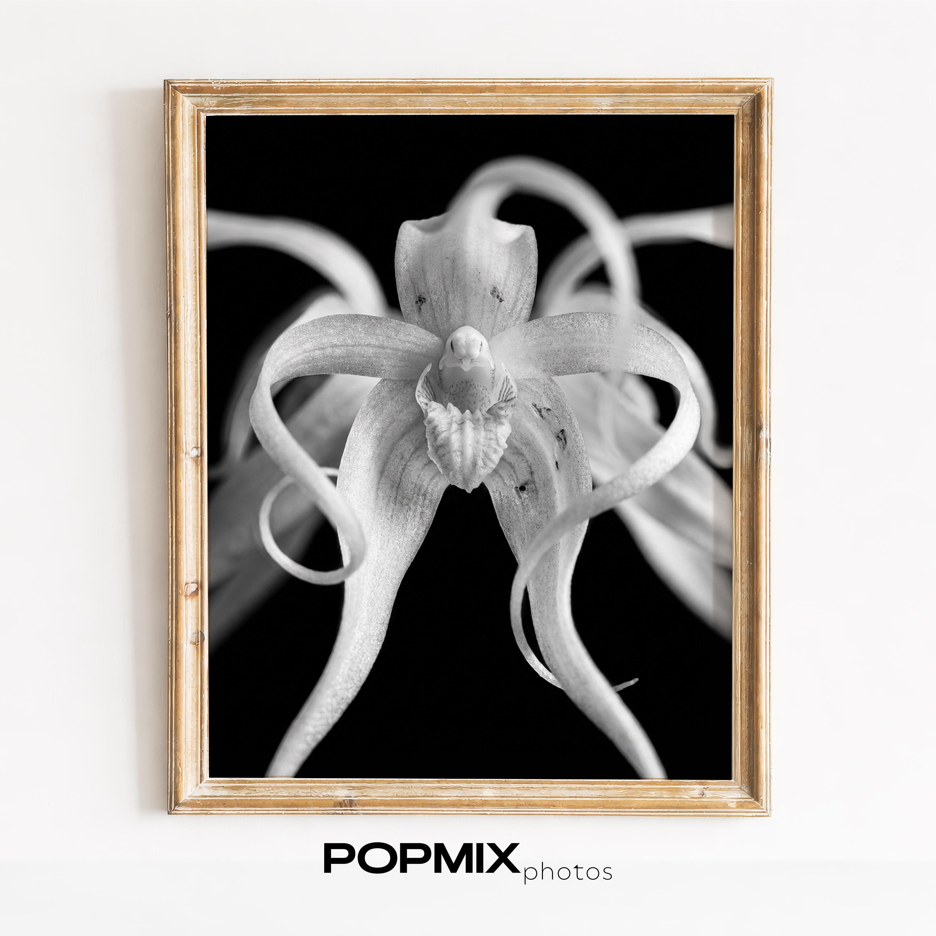 Ghost orchid - Etsy 日本