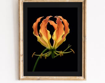 Utskrivbar väggkonst med Gloriosa flamlilja - Dramatisk blomfotografi, tropiskt botaniskt tryck, djärv minimalistisk dekor, digital nedladdning 482