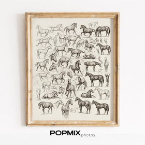 May include: Framed print featuring numerous detailed sketches of horses in various poses. The artwork is in black and white, with a vintage aesthetic. The frame is a light brown color. The text "POPMIX photos" is at the bottom.