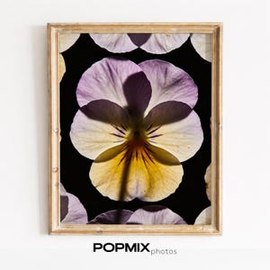 Può includere: Una stampa incorniciata con un primo piano di un fiore di viola del pensiero. Il fiore ha petali viola e gialli su uno sfondo nero. La cornice è di colore oro chiaro. Il testo "POPMIX photos" è in basso a destra.