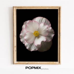 May include: A framed floral print featuring a close-up of a white flower with pink edges and a yellow center, set against a black background. The print is in a gold-colored frame. The text "POPMIX photos" is at the bottom.