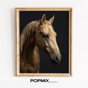 Printable Equestrian Wall Art - Elegant Horse Portrait, Neutral Golden Tone, Refinement and Grace, Studio-Style Digital Download Art 554