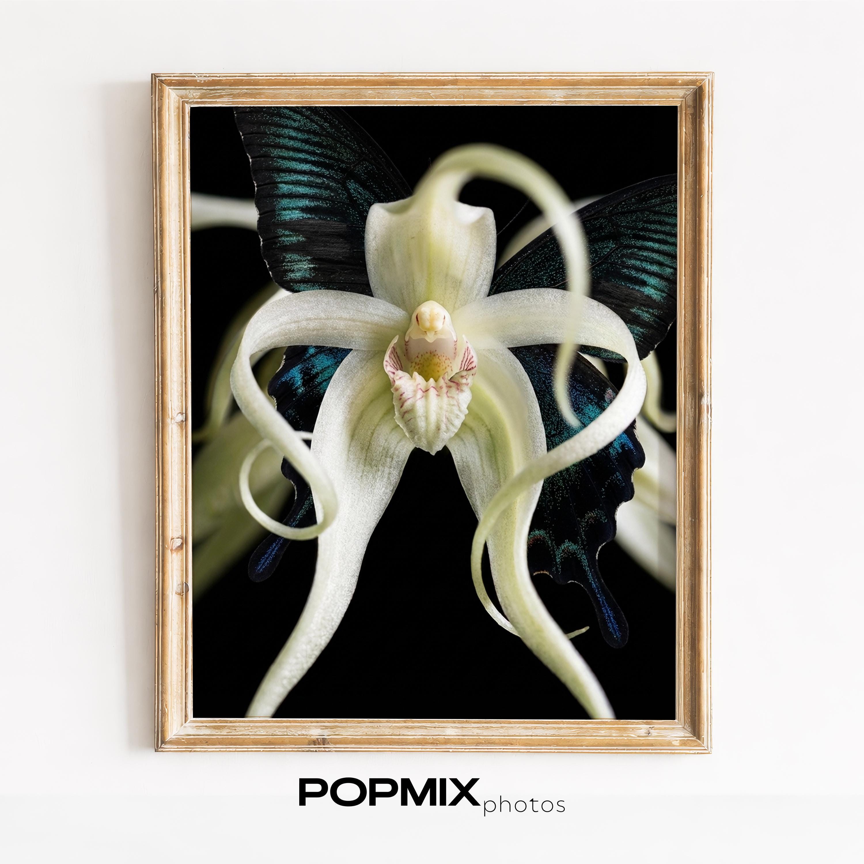 Geist orchidee - Etsy sterreich