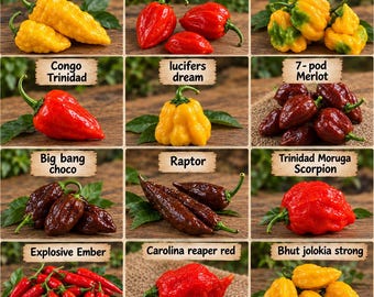 12 variétés de graines de piment : Raptor, Reaper Red, Veltrix, Merlot (7 gousses), Bhut Jolokia Strong et Trinidad Moruga Scorpion. Minimum 10 graines.