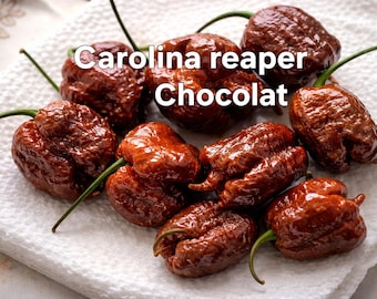 Dos variedades de semillas de pimiento picante enviadas juntas: la Carolina reaper chocolat y la Bhut jolokia strong. De 10 a 15 semillas por variedad.