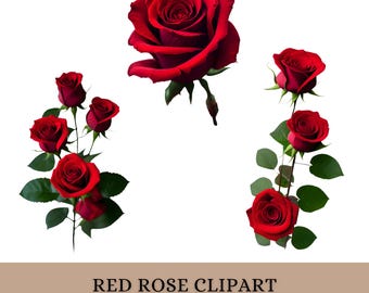 Op de afbeelding: Een verzameling rode rozen clipart afbeeldingen. De afbeeldingen bevatten individuele rozen en arrangementen van rozen met groene bladeren. De tekst onderaan luidt "RED ROSE CLIPART", "15 PNG FILES", "300 DPI" en "TRANSPARENT".
