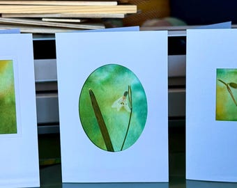 Postkarten / Botanical Art /  Unikate aus echten Wiesenblumen und Fotografie