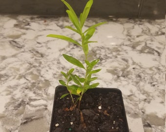 Heimia Myrtifolia live plant