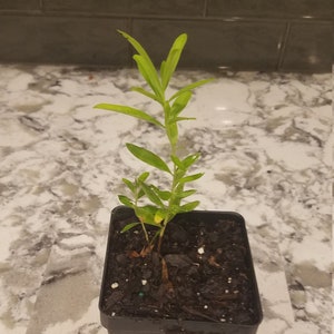 Heimia Myrtifolia live plant