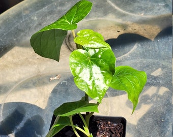 Piper Betel live plant