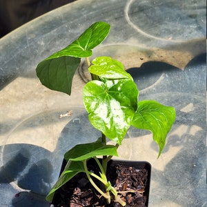 Piper Betel live plant