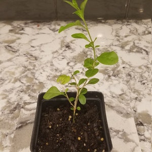 Lycium barbarum live plant goji wolfberry