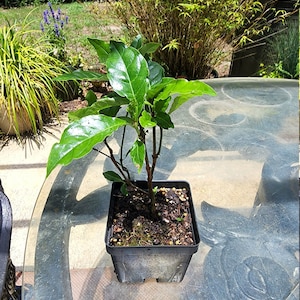 Wild coffee live plant