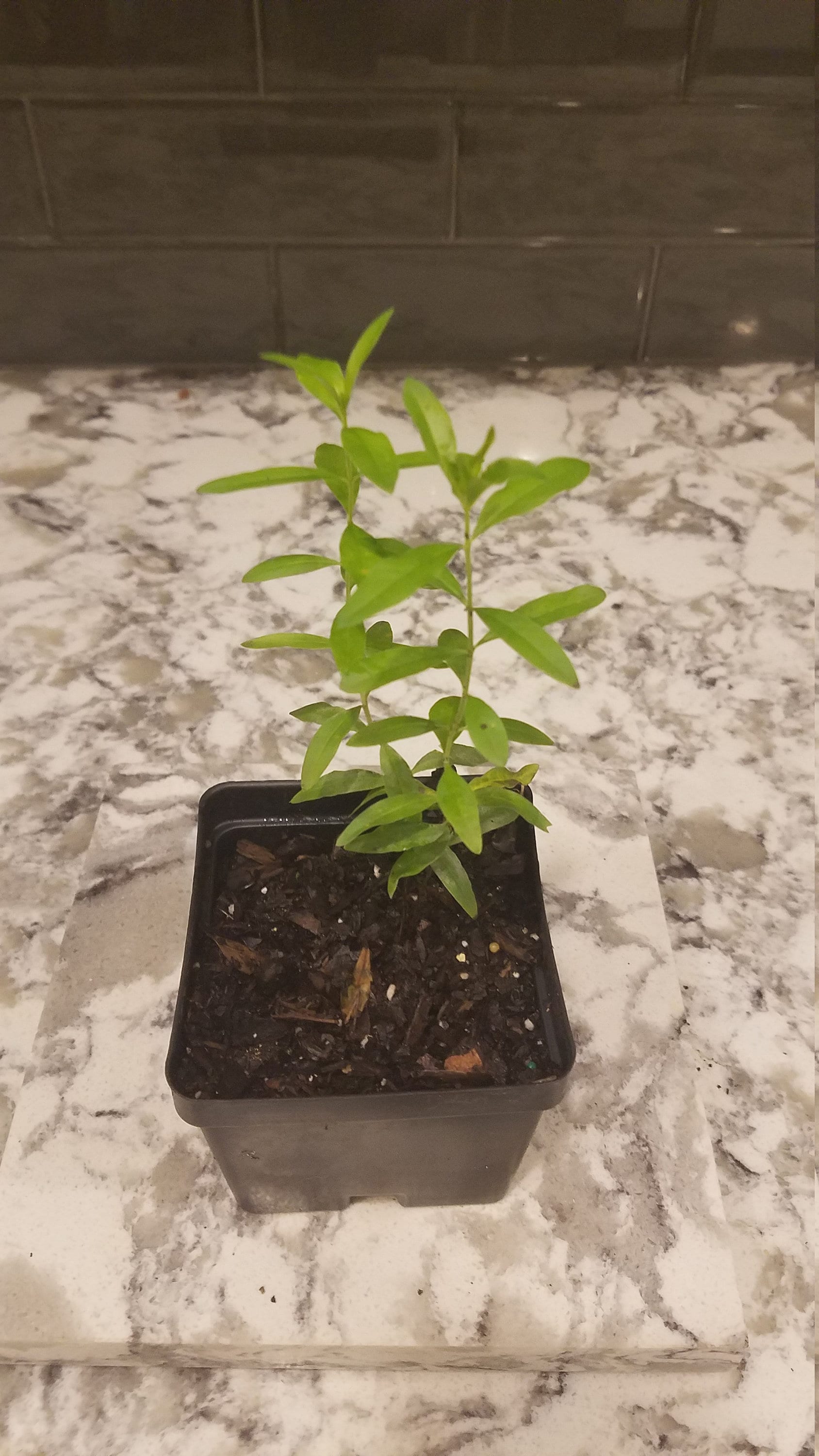 Heimia Salicifolia Live Plant, Sinicuichi, Sun Opener - Etsy