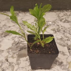 talinum triangulare live plant waterleaf