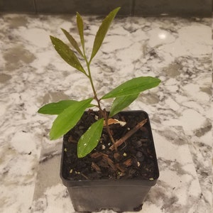 Ilex Paraguariensis live plant yerba mate