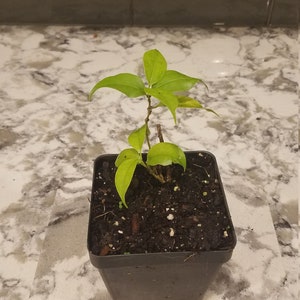 Mansoa Alliacea live plant