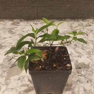 Justica pectoralis live plant