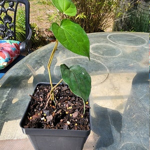 Piper Nigrum live plant