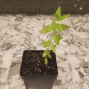 Leonotis Leonurus live plant