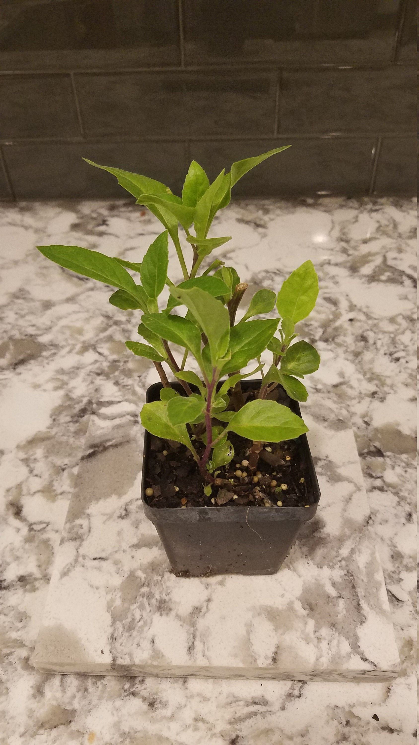 Gynura Procumbens Live Plant - Etsy