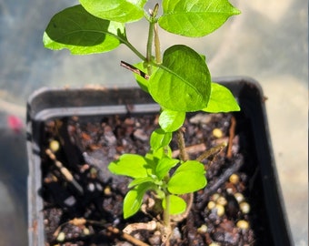 Paederia Foetida live plant