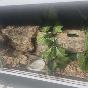 May include: A reptile enclosure featuring a glass front, containing natural cork bark hides, a small clear plastic water dish, artificial green foliage, and wood chip substrate spread across the floor of the habitat for a pet environment.