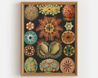 Ernst Haeckel Sea Life Illustration – Vintage Marine Biology Wall Art Print