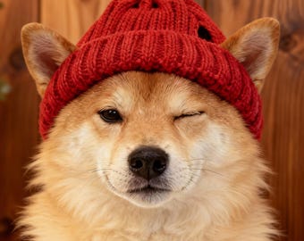 Knitted Dog Beanie , Pet Knit Hat with Ear Hole , Accessory for Cold Weather
