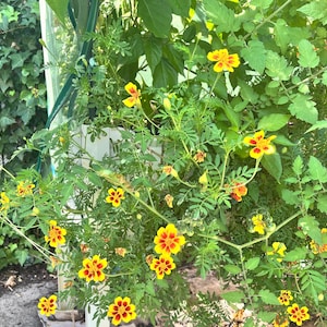 May include: A vibrant close-up of marigold flowers with bright yellow petals and red centers. The flowers are surrounded by lush green foliage, creating a natural and colorful display. The image captures the beauty of the garden.