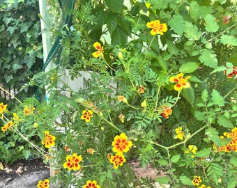 French Marigold Seeds for Planting | Easy Annual Flower | Garden & Pollinator Friendly | Open Pollinated