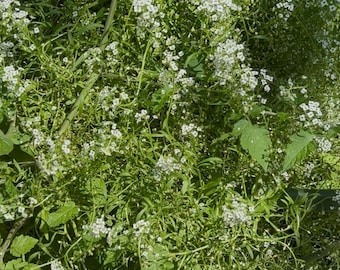 Tiny Tim Sweet Alyssum Seeds – Compact Garden Flowers, Pollinator-Friendly, Easy to Grow